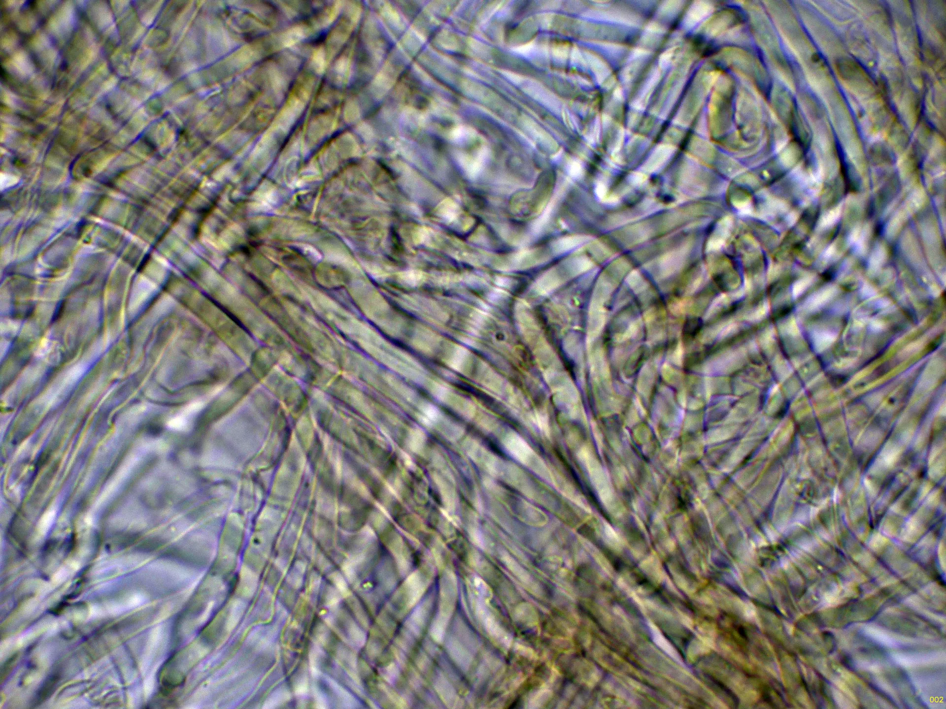 Microscopía de Mycoacia nothofagi - 10 - Hifas subiculares KOH-002